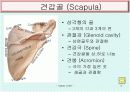 Upper limb 골학 4페이지