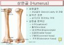 Upper limb 골학 5페이지
