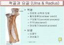 Upper limb 골학 6페이지