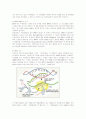 [식품미생물학]DNA의 구조와 RNA의 구조와의 차이점에 대하여 7페이지