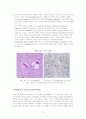 광우병 (소해면상뇌증:BSE) (Bovine spongiform encephalopathy) 5페이지