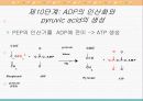 물질대사와 해당작용 17페이지
