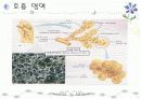 호흡기계 구조와 기능 ppt 5페이지