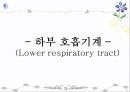 호흡기계 구조와 기능 ppt 21페이지