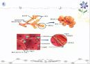 호흡기계 구조와 기능 ppt 43페이지