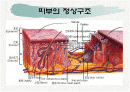 노인의 피부.감각기계 변화 2페이지