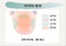 노인의 피부.감각기계 변화 41페이지