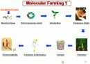 Plant Transformation (식물형질전환) 발표용 자료. 6페이지
