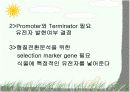 Plant Transformation (식물형질전환) 발표용 자료. 12페이지