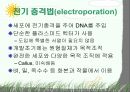 Plant Transformation (식물형질전환) 발표용 자료. 23페이지