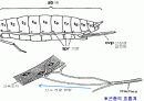 절지동물 발표용 자료입니다. (동물분류학 수업자료) 14페이지