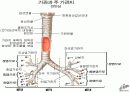 절지동물 발표용 자료입니다. (동물분류학 수업자료) 15페이지
