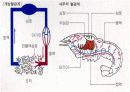 절지동물 발표용 자료입니다. (동물분류학 수업자료) 17페이지