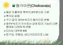 절지동물 발표용 자료입니다. (동물분류학 수업자료) 31페이지