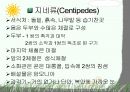 절지동물 발표용 자료입니다. (동물분류학 수업자료) 47페이지