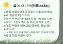 절지동물 발표용 자료입니다. (동물분류학 수업자료) 48페이지