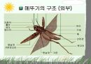 절지동물 발표용 자료입니다. (동물분류학 수업자료) 54페이지