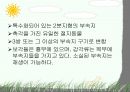 절지동물 발표용 자료입니다. (동물분류학 수업자료) 63페이지