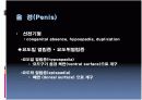 남성생식계 13페이지