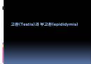남성생식계 26페이지