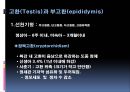 남성생식계 28페이지