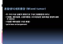 남성생식계 44페이지