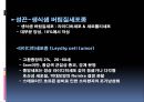 남성생식계 46페이지
