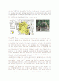 용의 실존 가능성 8페이지