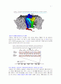 사료섭취량, 지방, 성장과 관련되어 있는 돼지형질 후보유전자, Melanocortin - 4 Receptor(MC4-R)  2페이지
