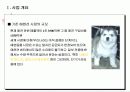 애견분양사업  계획서 5페이지