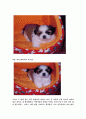 강아지 키우기 4페이지