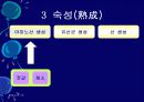 김치의 영양적 특성과 발효과정 36페이지