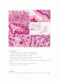헬리코박터 파일로이, Helicobacter pylori 4페이지