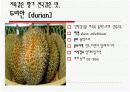 수입되는 과일의 종류와 그 특징 15페이지