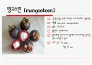 수입되는 과일의 종류와 그 특징 18페이지