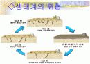 태안기름 유출 사건과 생태계의 연관성 PPT 14페이지