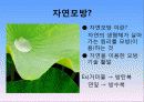 홍합 유래 접착 단백질의 실험 및 정제 3페이지