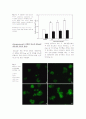 붉은 덕다리버섯 균사체의 extracellular polysaccharides의 생산과 인슐린분비 특성 9페이지