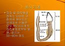 인체 주요 기관의 기능 26페이지