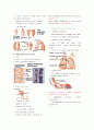 호흡계 THE  RESPIRATORY  SYSTEM Chapter 35 2페이지