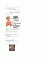 호흡계 THE  RESPIRATORY  SYSTEM Chapter 35 4페이지