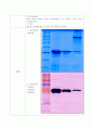 [생화학 실험] his-tag 항체를 이용한 웨스턴 블랏 분석 (Western Blot Analysis using His-Tag Antibody) 3페이지