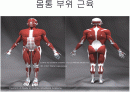 몸통 부위의 근육 2페이지