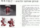 몸통 부위의 근육 4페이지