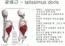 몸통 부위의 근육 5페이지