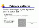 Animal cell culture PPT발표 7페이지