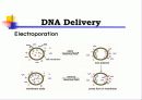 Animal cell culture PPT발표 17페이지