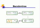 Animal cell culture PPT발표 25페이지