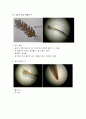 선태식물-솔이끼 4페이지