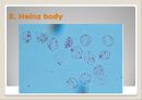 Peripheral Blood Smear 28페이지